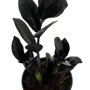 Black Raven ZZ Plant Live Plant – Zamioculcas zamiifolia – 4