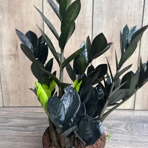 Black Raven ZZ Plant – Zamioculcas zamiifolia raven Live Plant – 6 inch Pot – Indoor - Image 2