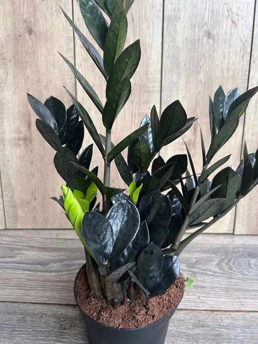 Black Raven ZZ Plant – Zamioculcas zamiifolia raven Live Plant – 6 inch Pot – Indoor - Image 2