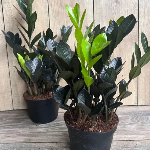 Black Raven ZZ Plant – Zamioculcas zamiifolia raven Live Plant – 6 inch Pot – Indoor - Image 5