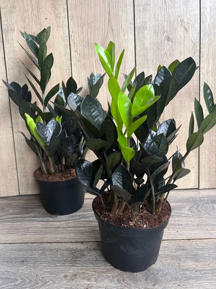 Black Raven ZZ Plant – Zamioculcas zamiifolia raven Live Plant – 6 inch Pot – Indoor - Image 5