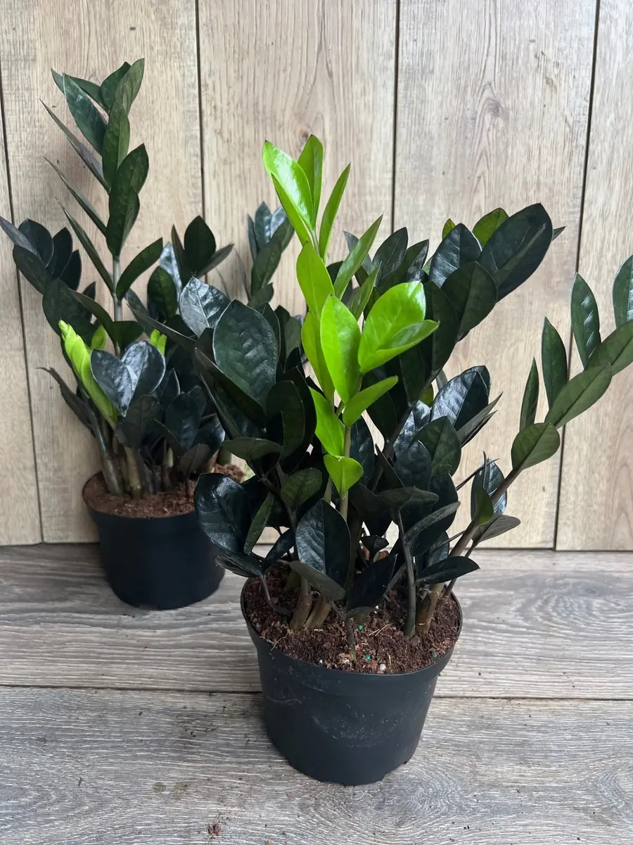 Black Raven ZZ Plant – Zamioculcas zamiifolia raven Live Plant – 6 inch Pot – Indoor - Image 7