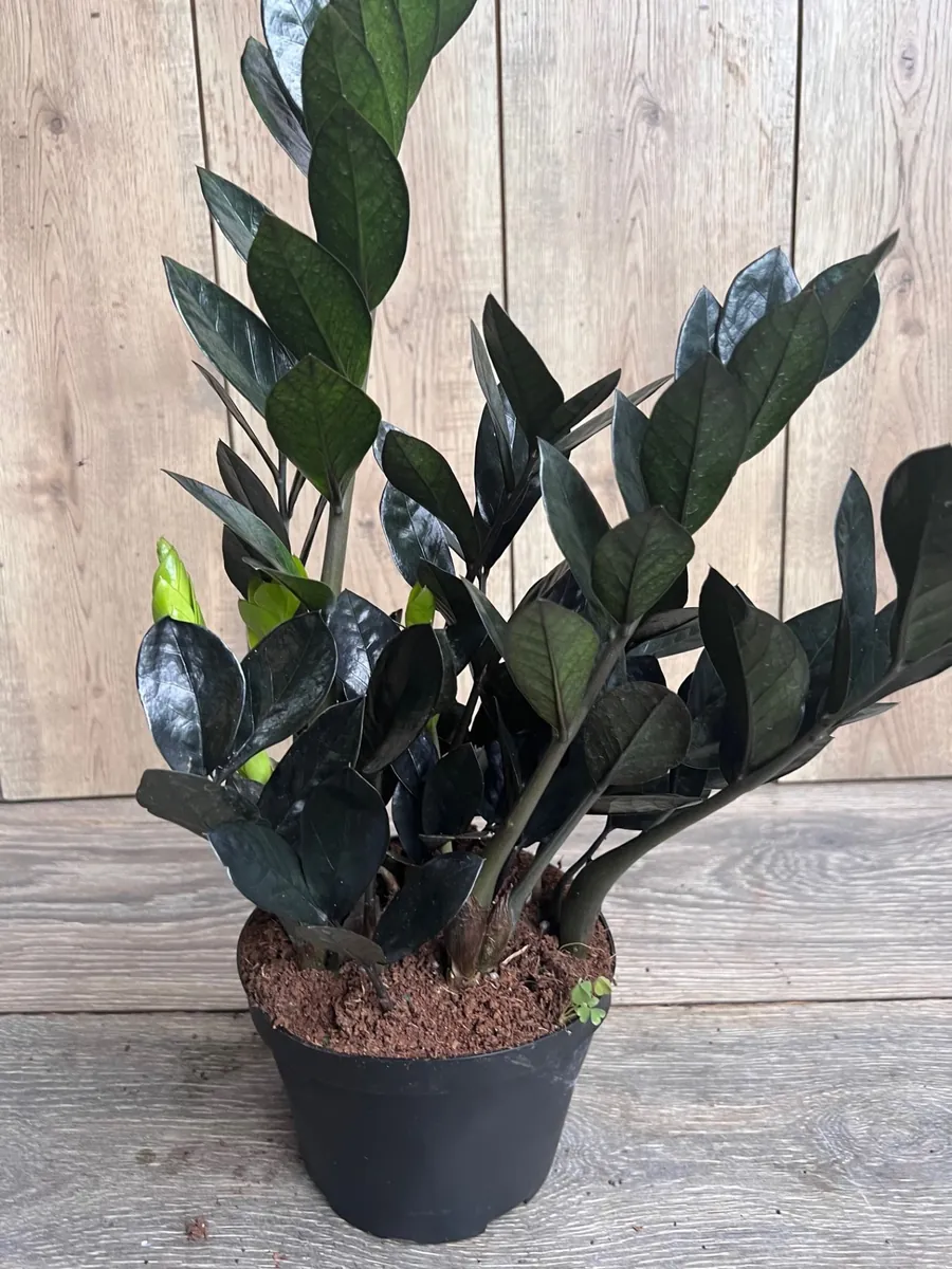 Black Raven ZZ Plant – Zamioculcas zamiifolia raven Live Plant – 6 inch Pot – Indoor - Image 1