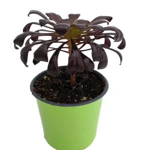 Black Rose Tree Aeonium arboreum 'Zwartkop' Live Succulent Plant - 2