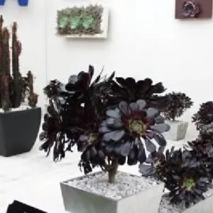 Black Rose Tree Aeonium arboreum 'Zwartkop' Live Succulent Plant - 2