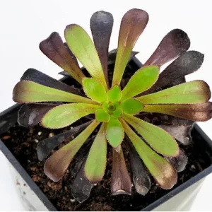 Black Rose Tree Aeonium arboreum 'Zwartkop' Live Succulent Plant - 2