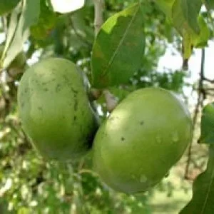 Black Sapote Live Plant - 2-3 Feet Tall - Ship in 3 Gallon Pot - Tropical Fruit Tree - Image 1