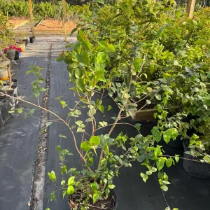 Black Surinam Cherry Live Plant – 5 Gallon – 4 Feet Tall – Fruit Tree - Image 2