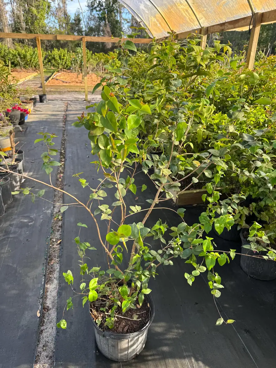 Black Surinam Cherry Live Plant – 5 Gallon – 4 Feet Tall – Fruit Tree - Image 2