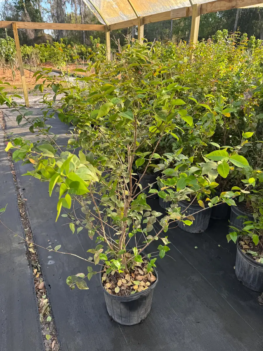 Black Surinam Cherry Live Plant – 5 Gallon – 4 Feet Tall – Fruit Tree - Image 3