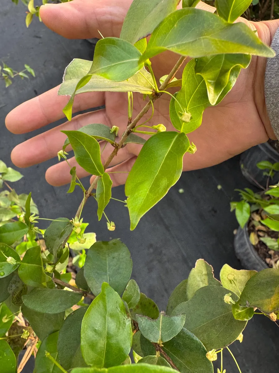 Black Surinam Cherry Live Plant – 5 Gallon – 4 Feet Tall – Fruit Tree - Image 4