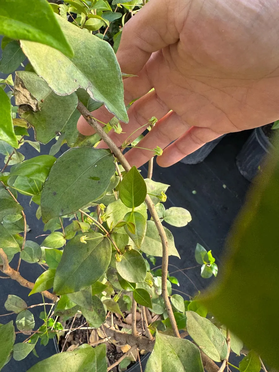 Black Surinam Cherry Live Plant – 5 Gallon – 4 Feet Tall – Fruit Tree - Image 5