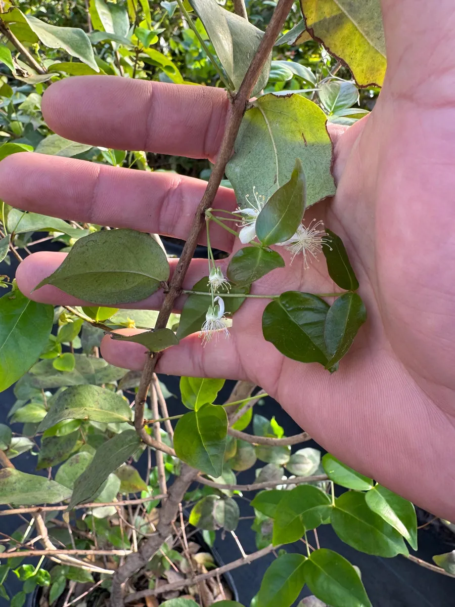 Black Surinam Cherry Live Plant – 5 Gallon – 4 Feet Tall – Fruit Tree - Image 6