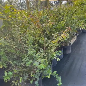 Black Surinam Cherry Live Plant – 5 Gallon – 4 Feet Tall – Fruit Tree - Image 7