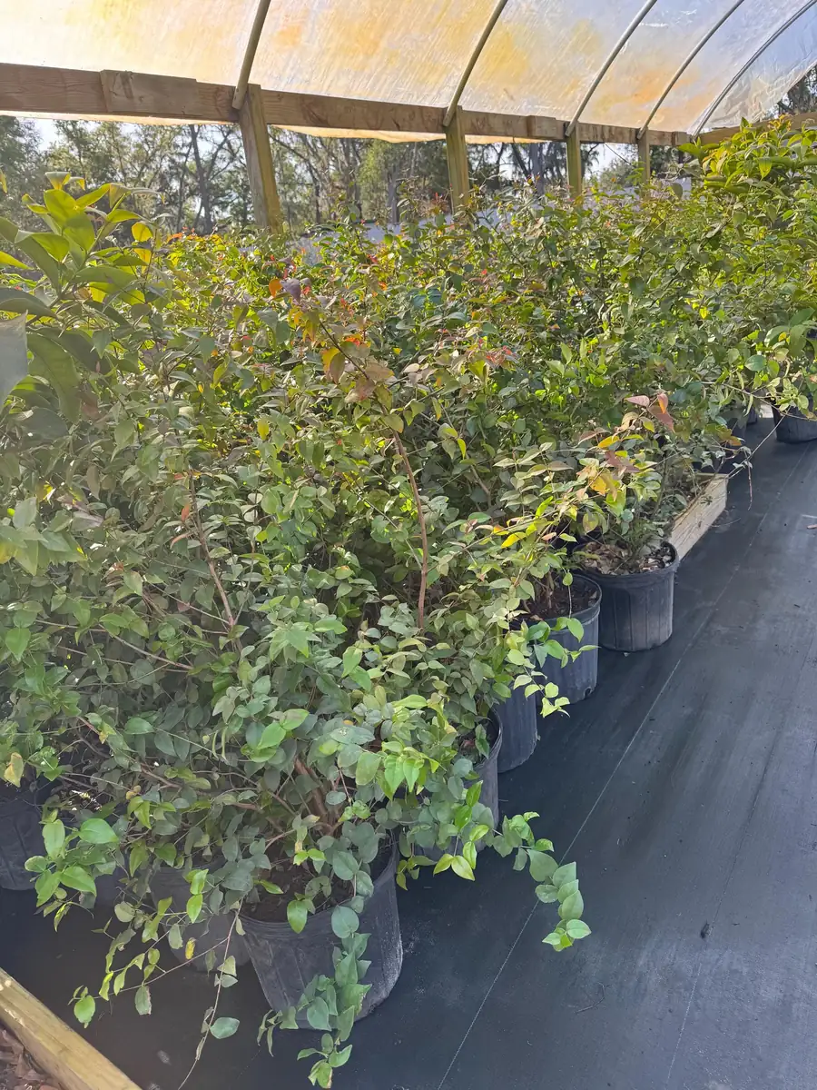 Black Surinam Cherry Live Plant – 5 Gallon – 4 Feet Tall – Fruit Tree - Image 7