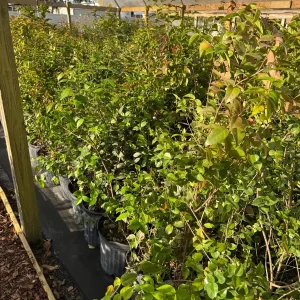 Black Surinam Cherry Live Plant – 5 Gallon – 4 Feet Tall – Fruit Tree - Image 8