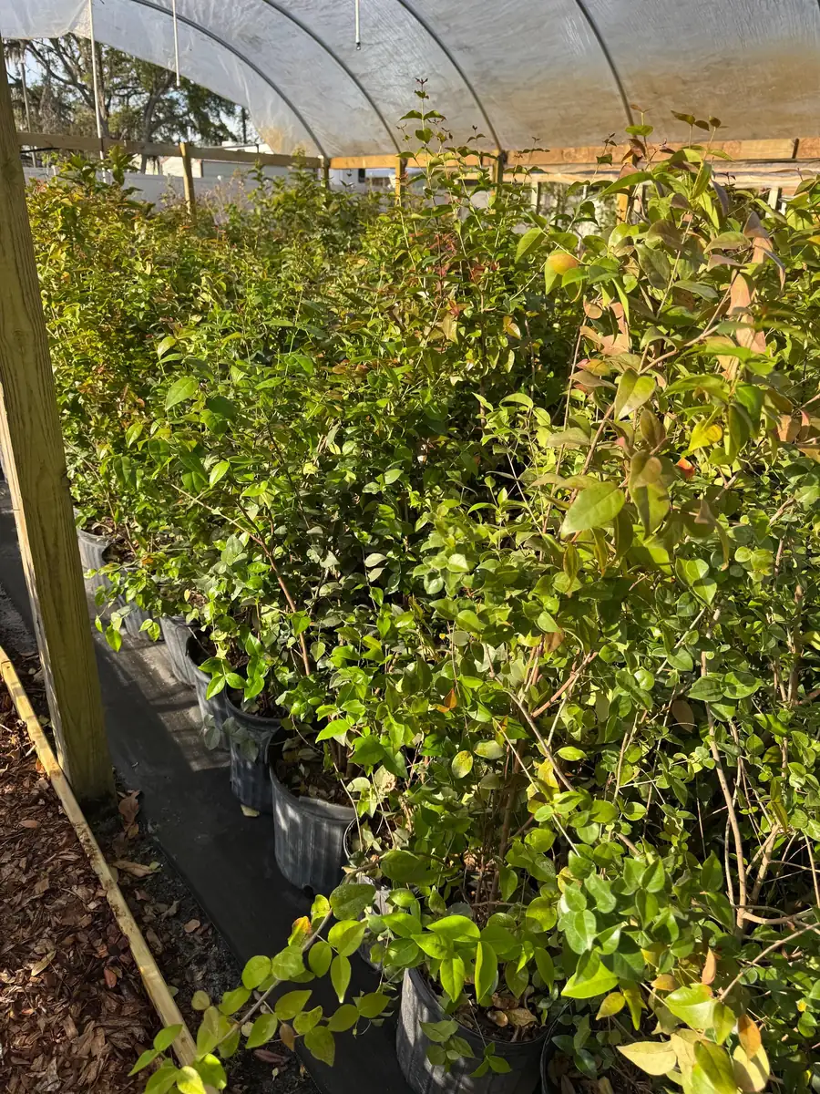 Black Surinam Cherry Live Plant – 5 Gallon – 4 Feet Tall – Fruit Tree - Image 8