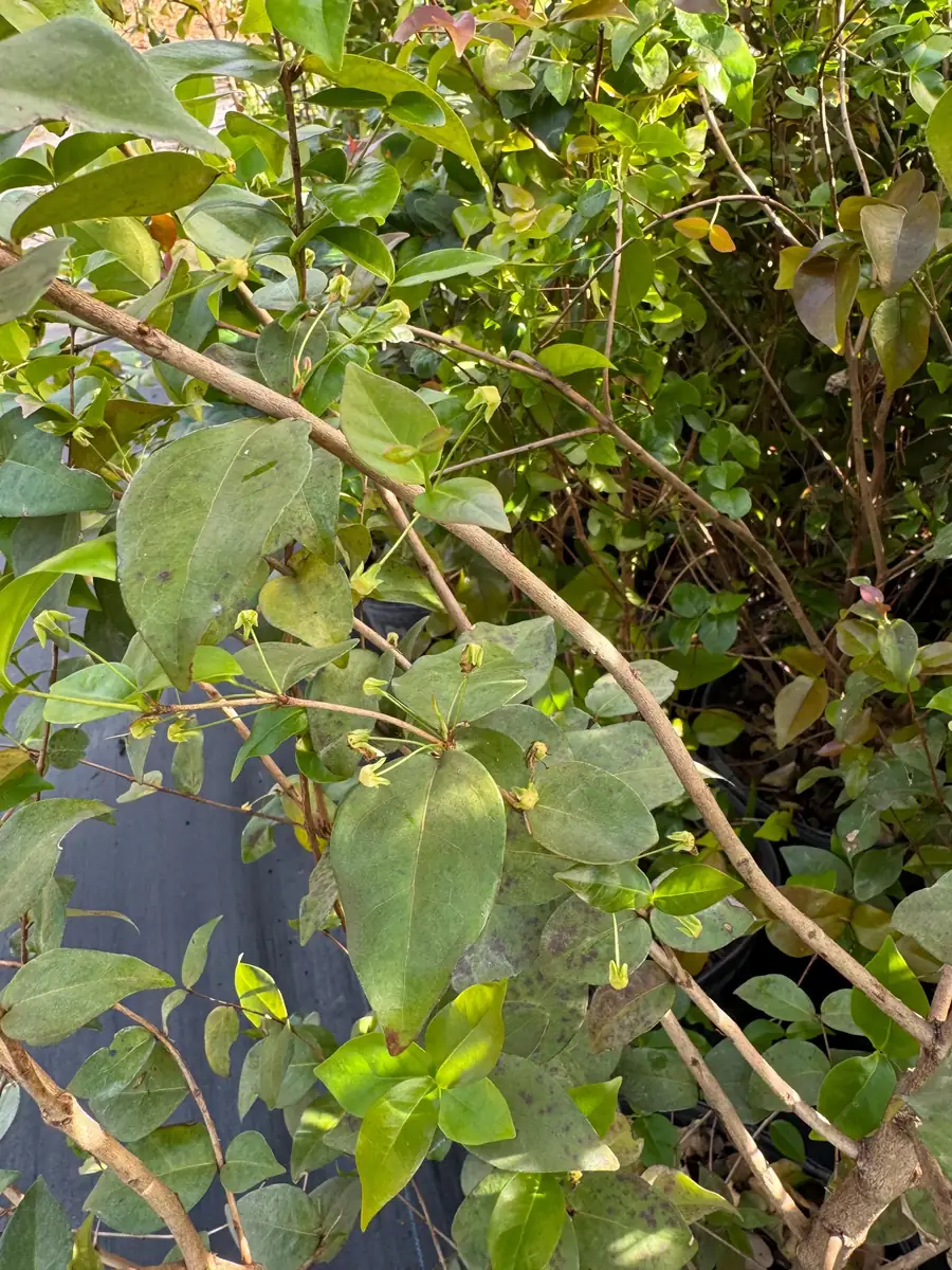 Black Surinam Cherry Live Plant – 5 Gallon – 4 Feet Tall – Fruit Tree - Image 9