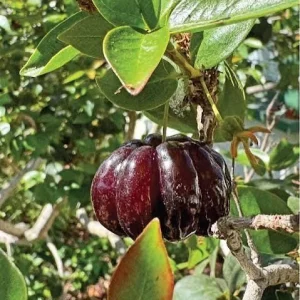 Black Surinam Cherry Tree Live Plant – 3 Gallon – 2-3 Feet Tall - Image 2