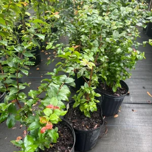 Black Surinam Cherry Tree Live Plant – 3 Gallon – 2-3 Feet Tall - Image 5