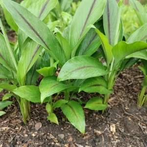 Black Turmeric Rhizomes Curcuma caesia - Edible & Ornamental Plant Rhizomes - Image 2