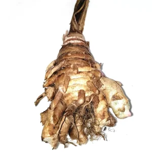 Black Turmeric Rhizomes (Curcuma caesia) - Edible & Ornamental Plant - Image 3