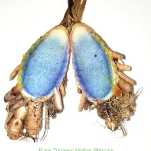 Black Turmeric Rhizomes Curcuma caesia - Edible & Ornamental Plant Rhizomes - Image 1