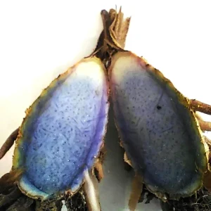 Black Turmeric Rhizomes Curcuma caesia - Edible & Ornamental Plant Rhizomes - Image 4