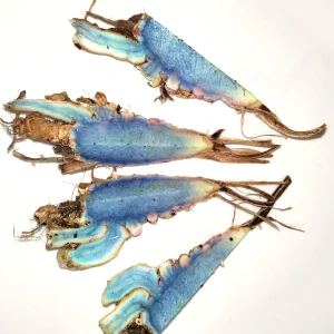 Black Turmeric Rhizomes Curcuma caesia - Edible & Ornamental Plant Rhizomes - Image 5