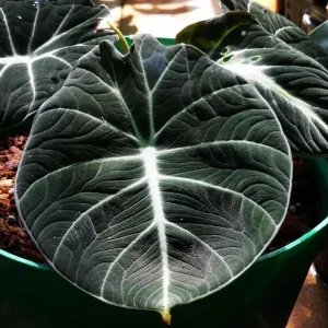 Black Velvet Alocasia Live Plant - Alocasia reginula - Set of 2 Starter Plants 4-6