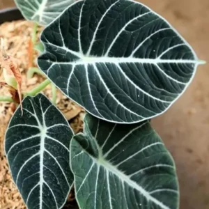Black Velvet Alocasia Live Plant - Alocasia Reginula Starter - 4-6