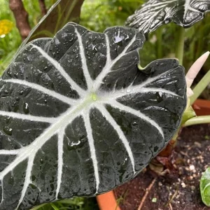 Black Velvet Alocasia Live Plant - Alocasia reginula - Set of 2 Starter Plants 4-6