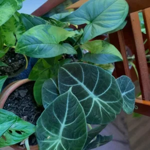 Black Velvet Alocasia Live Plant - Alocasia Reginula Starter - 4-6