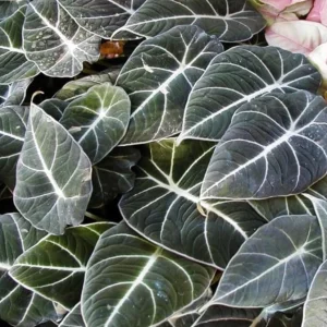 Black Velvet Alocasia Live Plant - Alocasia Reginula Starter - 4-6" Tall Indoor - Image 1