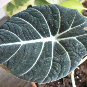 Black Velvet Alocasia Live Plant - Alocasia Reginula Starter - 4-6