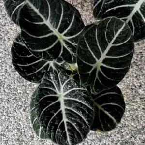 Black Velvet Alocasia Live Plant - Alocasia reginula - Set of 2 Starter Plants 4-6