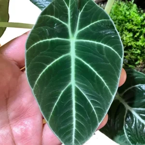 Black Velvet Alocasia Live Plant - Alocasia Reginula Starter - 4-6
