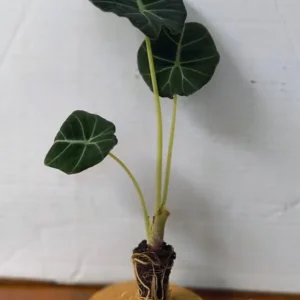 Black Velvet Alocasia Live Plant - Alocasia reginula - Set of 2 Starter Plants 4-6