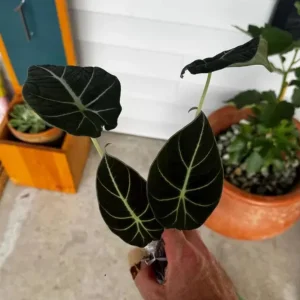 Black Velvet Alocasia Live Plant - Alocasia Reginula Starter - 4-6