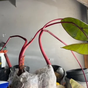 Black Velvet Alocasia Live Plant - Alocasia Reginula Starter - 4-6