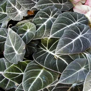 Black Velvet Alocasia Live Plant - Alocasia reginula - Set of 2 Starter Plants 4-6