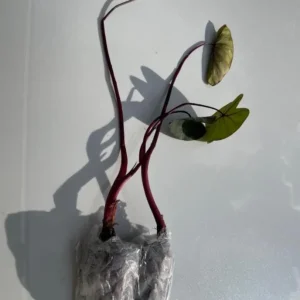 Black Velvet Alocasia Live Plant - Alocasia Reginula Starter - 4-6