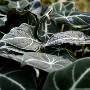 Black Velvet Alocasia Live Plant - Alocasia reginula - Set of 2 Starter Plants 4-6