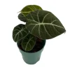 Black Velvet Dwarf Alocasia Live Plant – 4 inch Pot Houseplant - Image 1