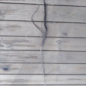 Black Walnut Tree – Bare Root Live Plant – 2 Pack, 18-24 inches Tall – Outdoor - Image 3