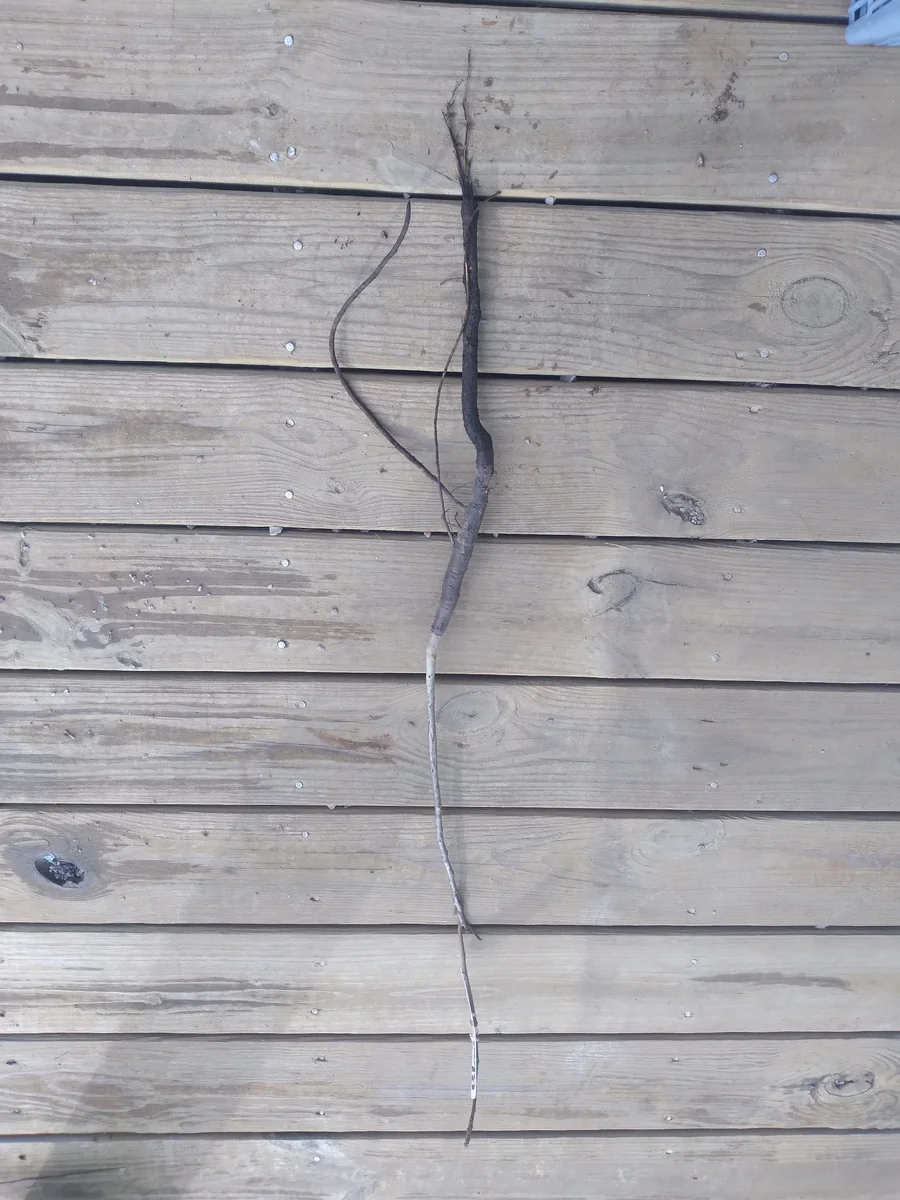 Black Walnut Tree – Bare Root Live Plant – 2 Pack, 18-24 inches Tall – Outdoor - Image 3