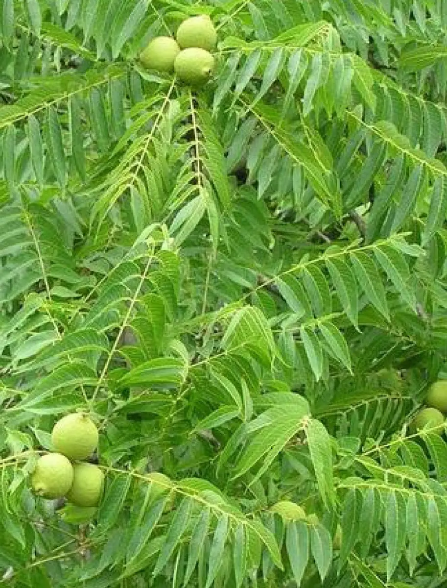 Black Walnut Tree – Bare Root Live Plant – 2 Pack, 18-24 inches Tall – Outdoor - Image 1