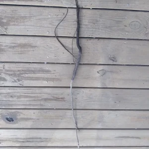 Black Walnut Tree Bare Root Plant – 18-24 inch – 2 Pack – Outdoor Shade Tree - Image 3