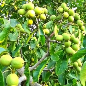 Black Walnut Tree Live Plant - 1 Year Old, 6-12