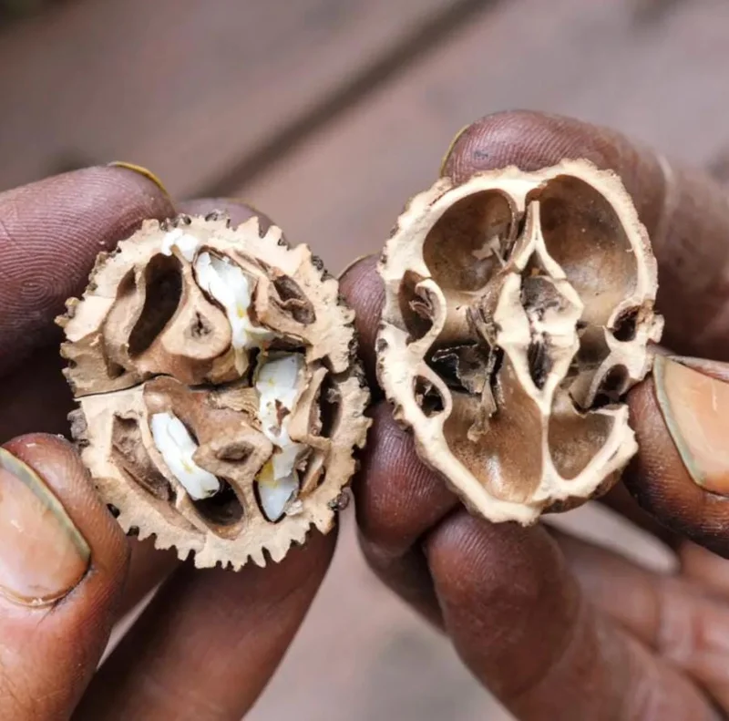 Black Walnut Tree Live Plant – 12-18" Tall – 4-Inch Pot – Nut Producing & Fall Color - Image 10